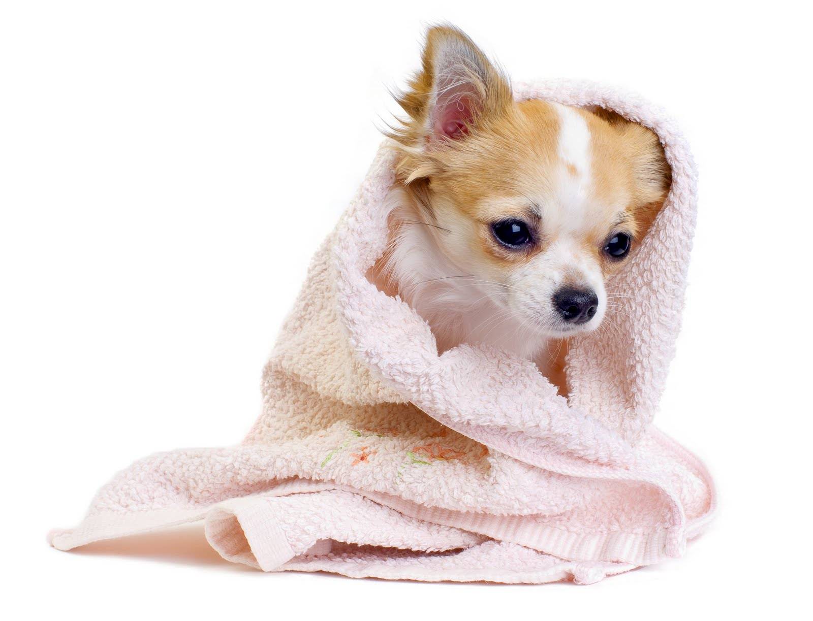 Desktop Cute Chihuahua Puppies Image Wallpaper 3d HD Picture Design