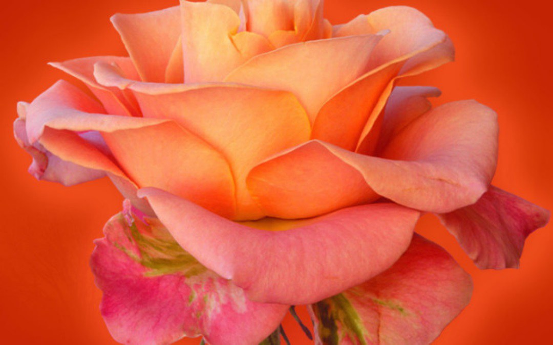 Beautiful Rose Flowers Wallpaper Photos New HD