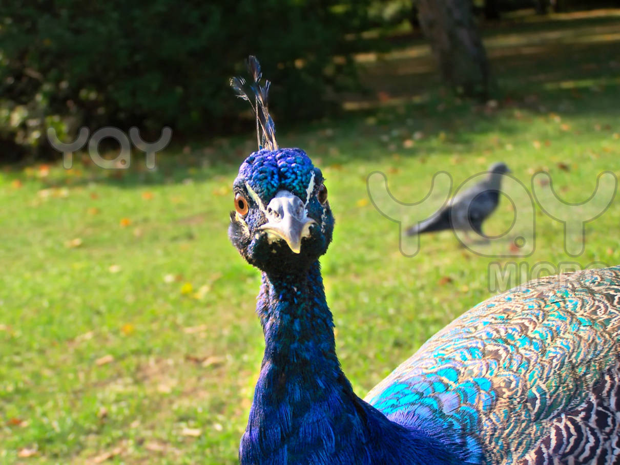 Funny Peacock Wallpaper Uk Animal