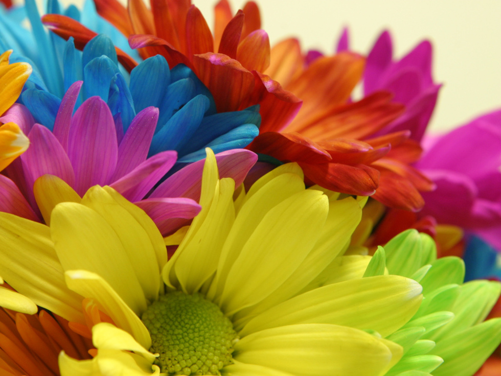 Bright Color Flowers Wallpaper