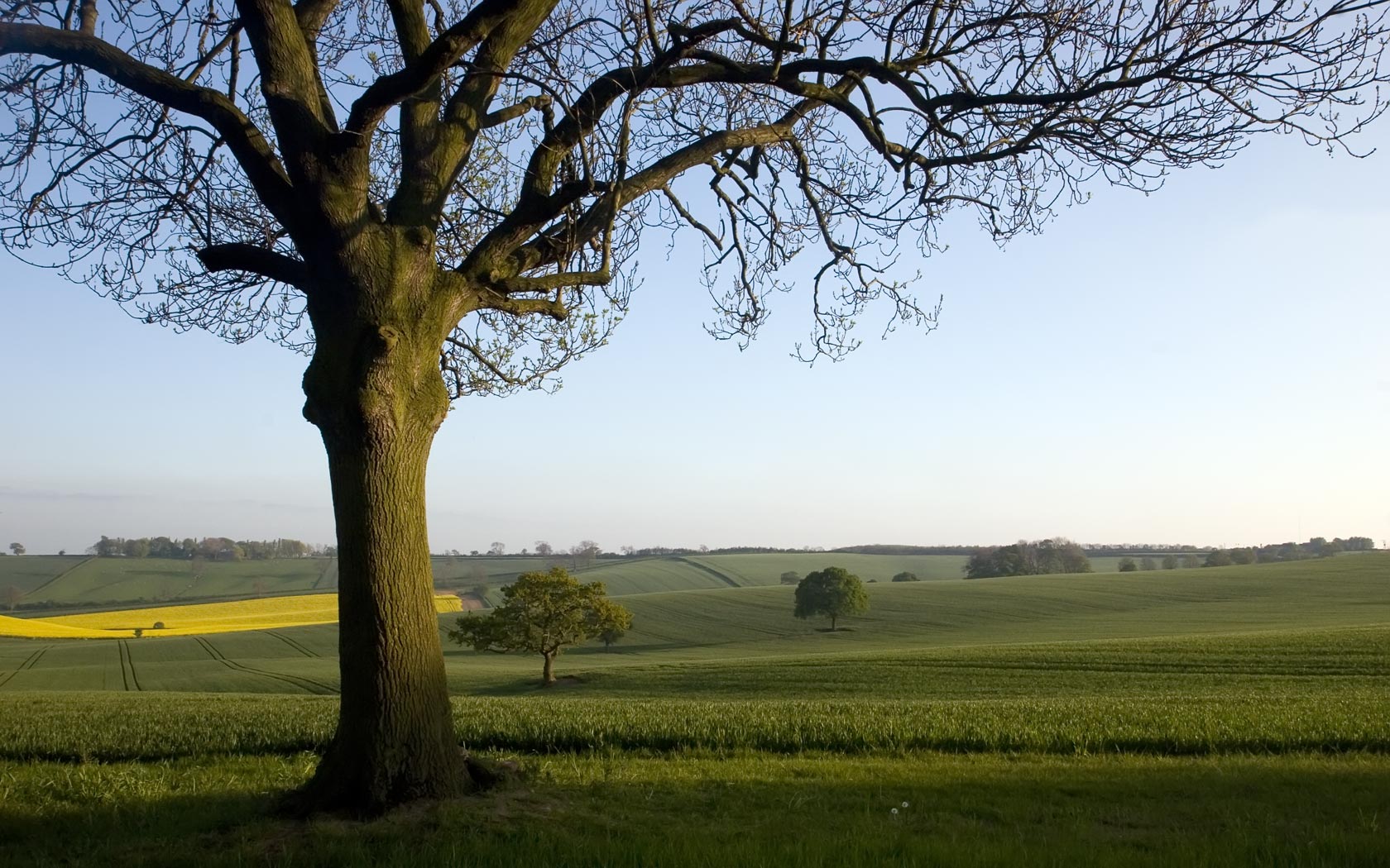 Oak Tree In The English Countryside Background
