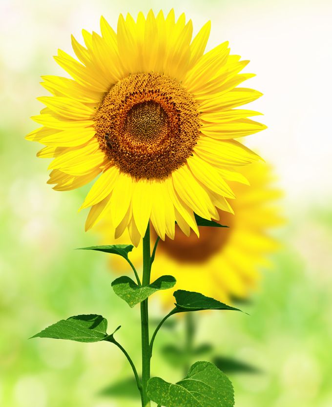 Meaning Of Sunflower Visual Literacy