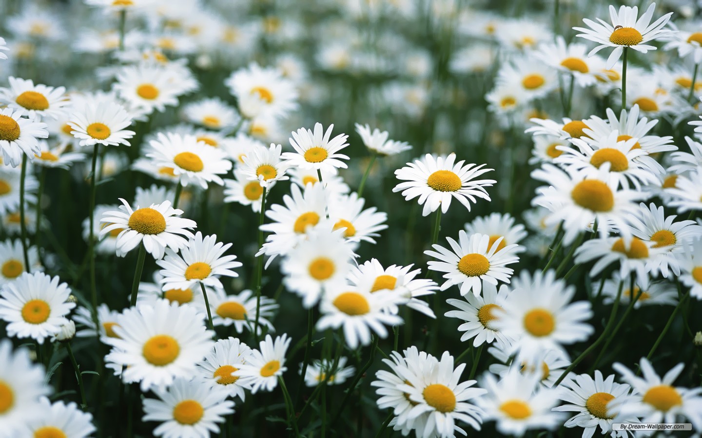 Best Daisy Computer Background