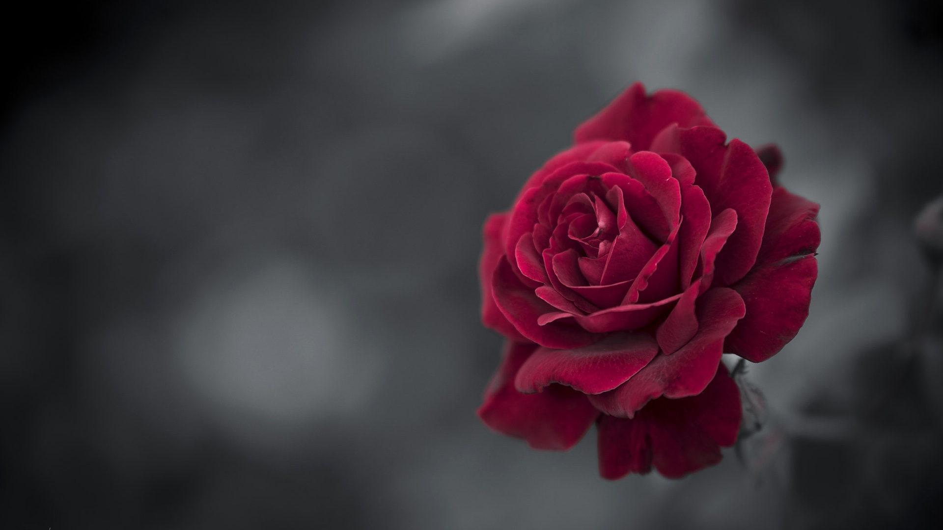 Red Rose HD Wallpaper