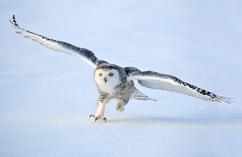 Snowy Owl Pictures One HD Wallpaper Pictures Backgrounds FREE