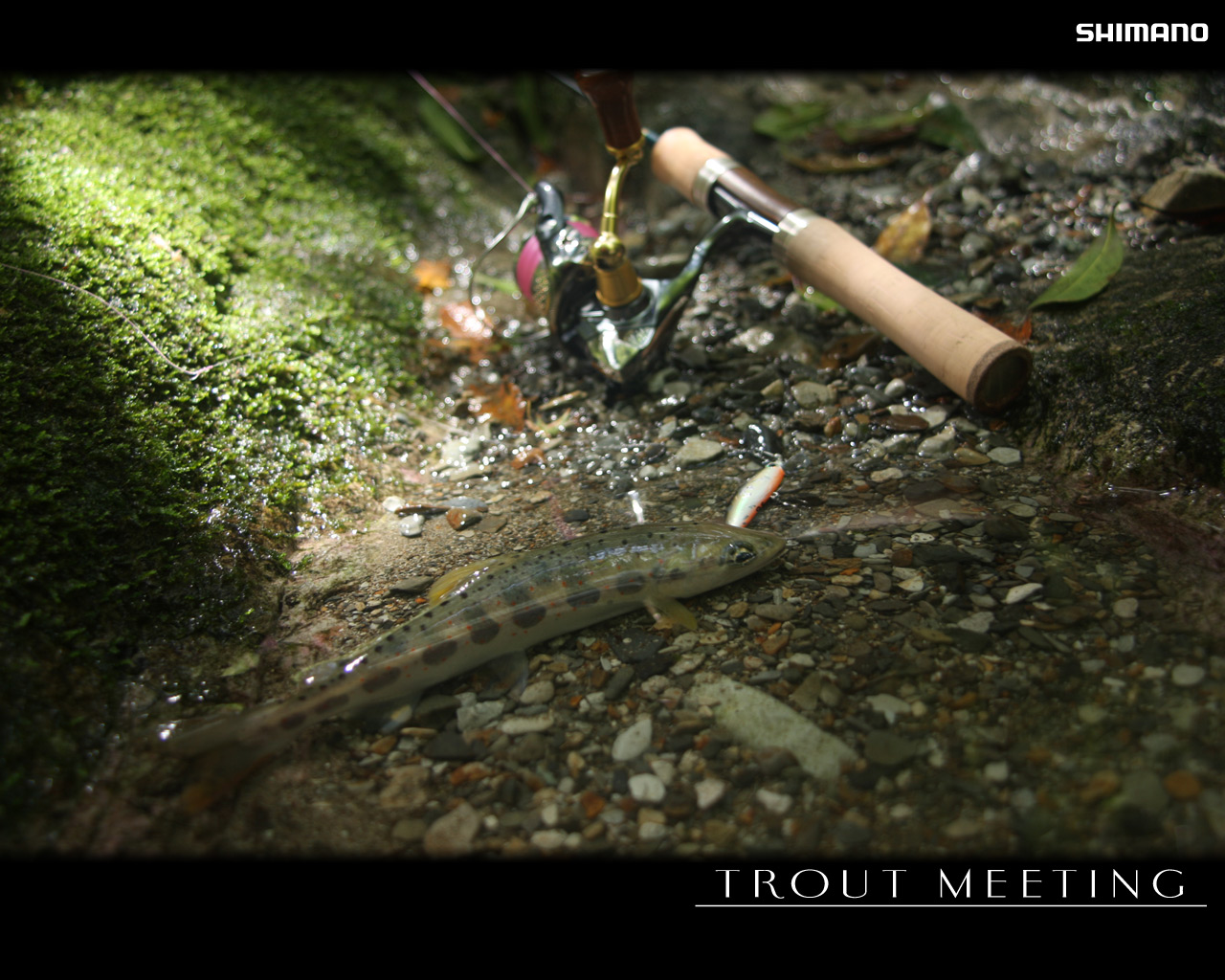 Trout Meeting