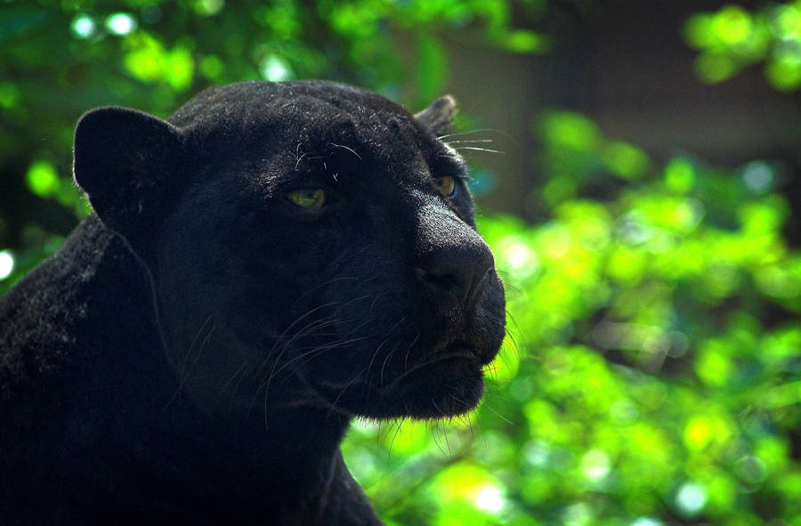 Download Black Panther Animal Wallpaper