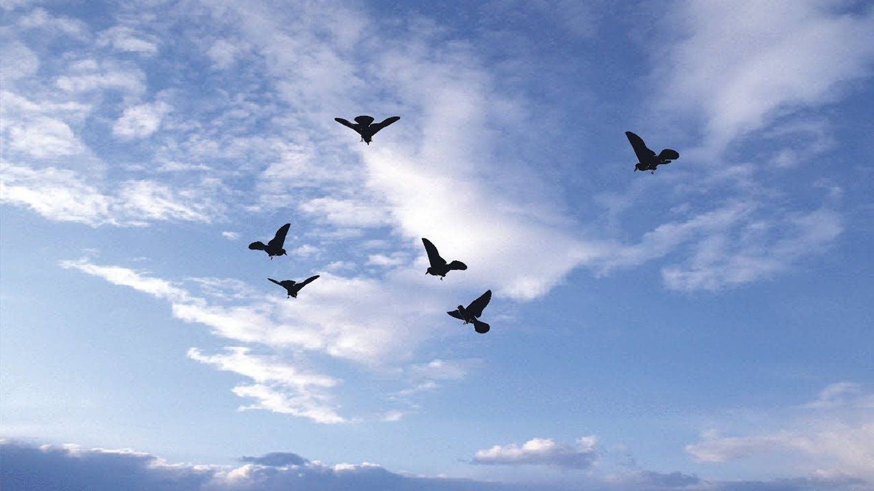 Birds Flying Wallpaper