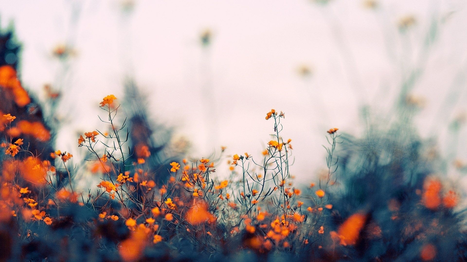 Aesthetic Flower Wallpaper