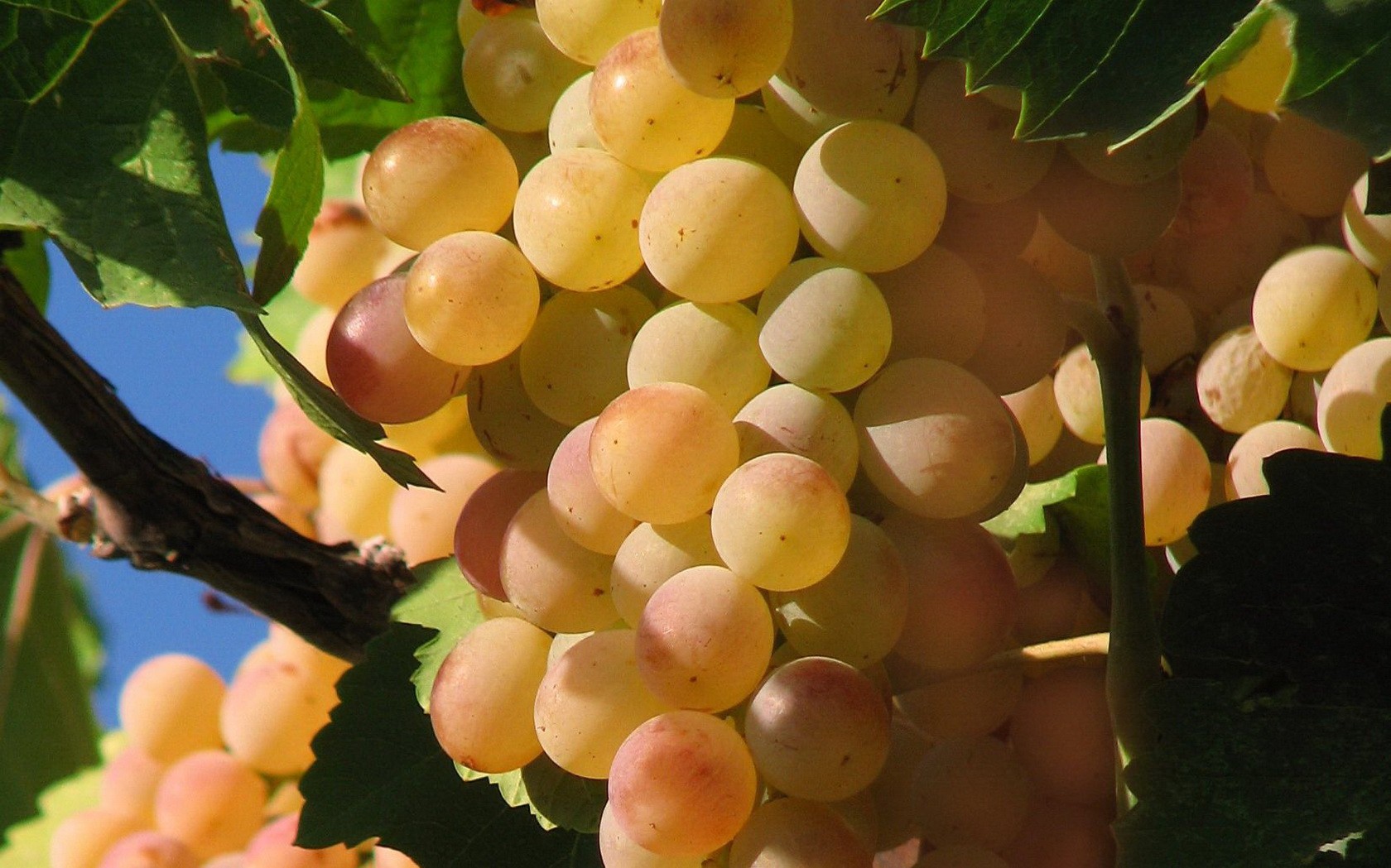 Grapes Close Up Photography Yellow