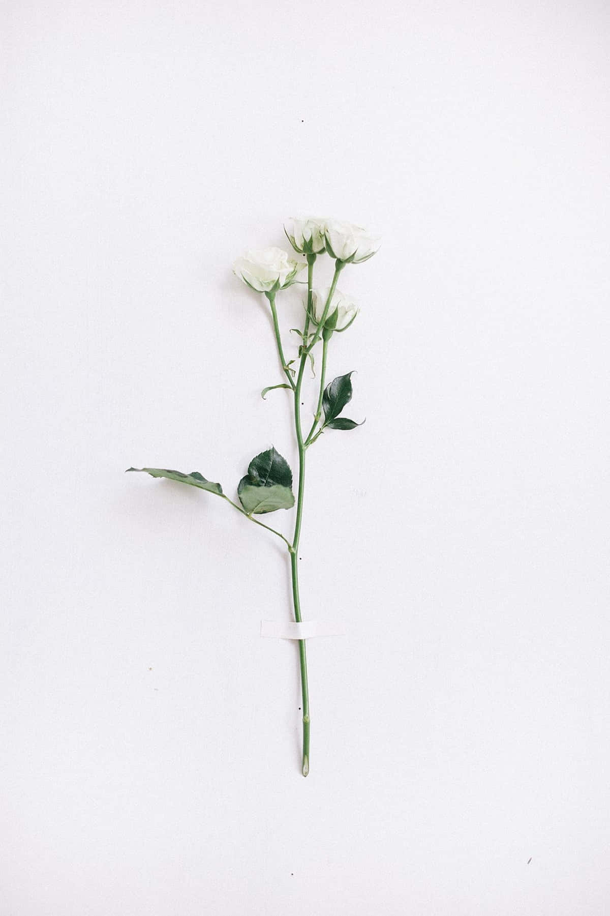 White Aesthetic Wallpaper