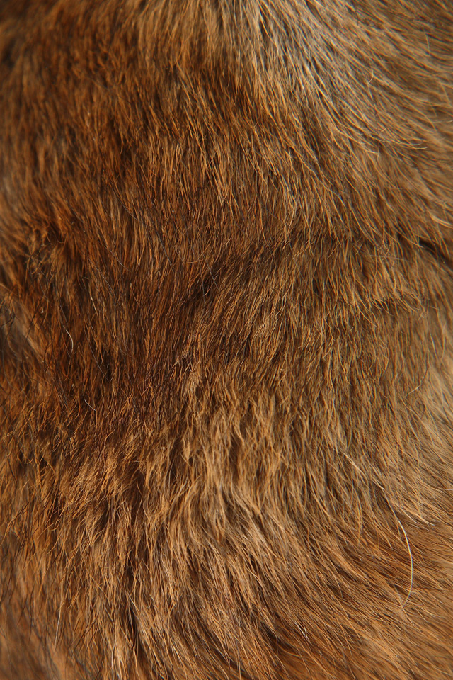 Animal Fur Simply Beautiful iPhone Wallpaper