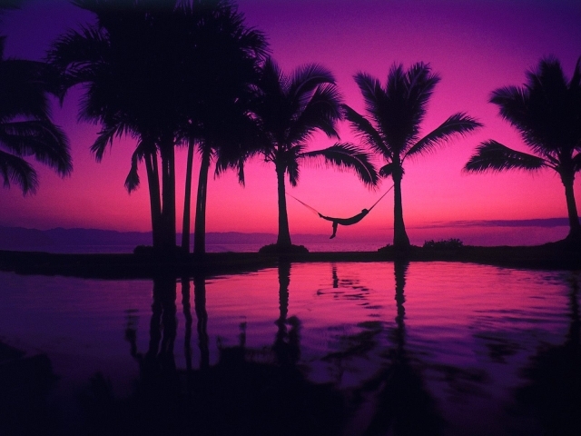 Purple Sunset Palm Trees Wallpaper Background Nature Pics Wallpaper