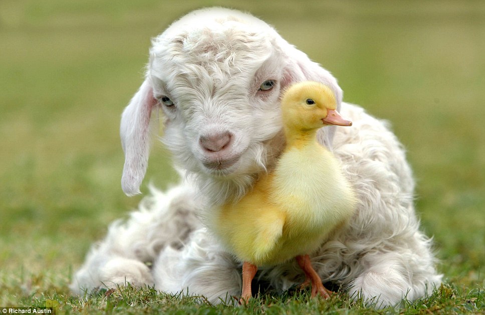 Cute Baby Animal Desktop Wallpaper Easter Lamb And Chick