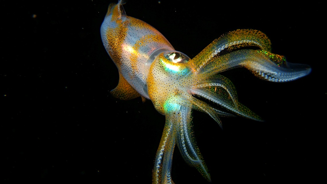 The Beauty Of Cephalopods Why We Must Protect Them Lifegate