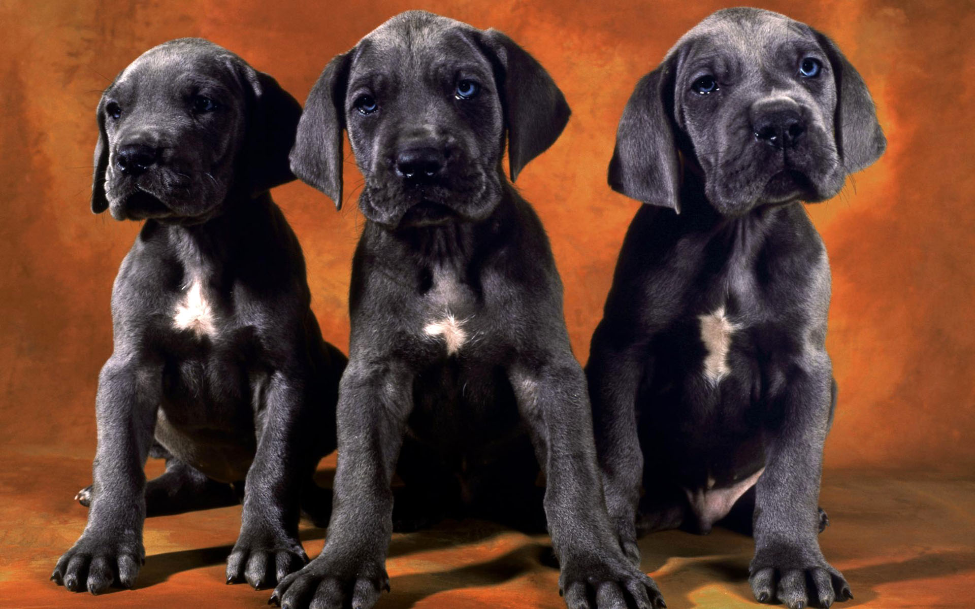Black Lab Puppies Desktop Wallpaper