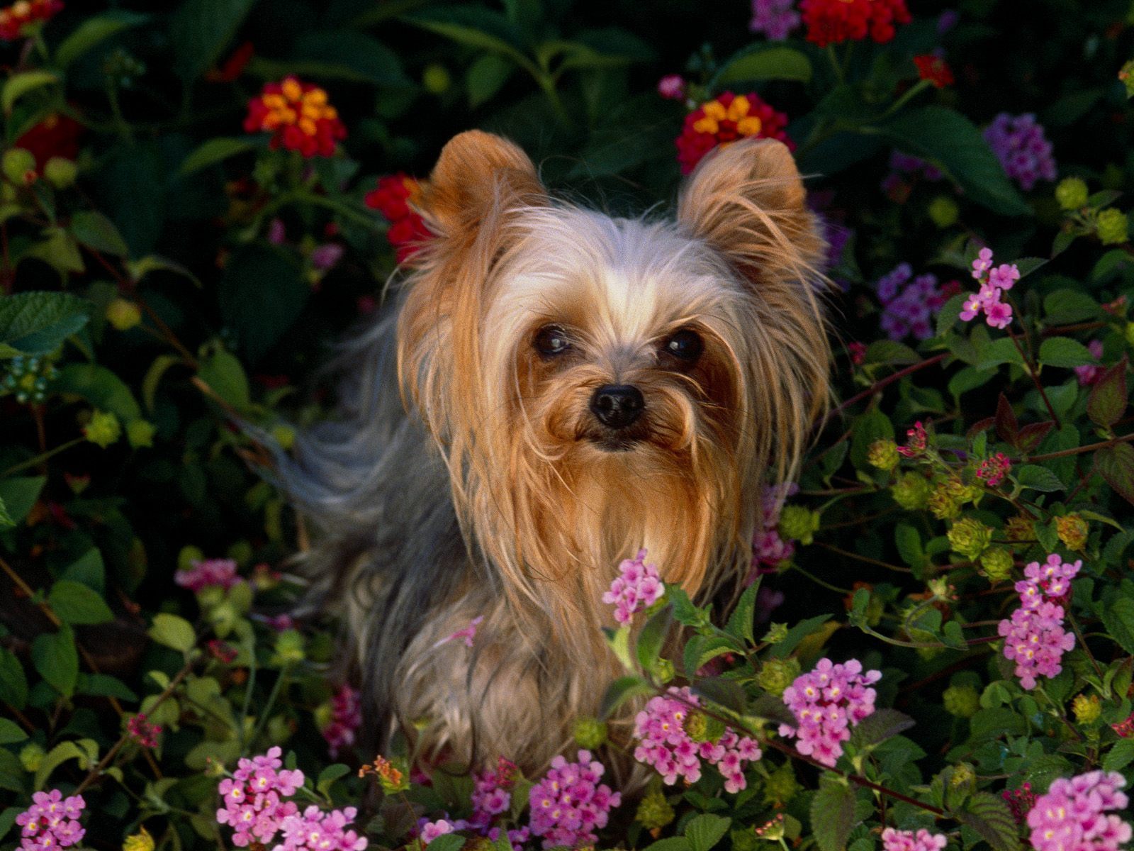 Yorkshire Terriers Image The Beautiful Yorkie HD Wallpaper And