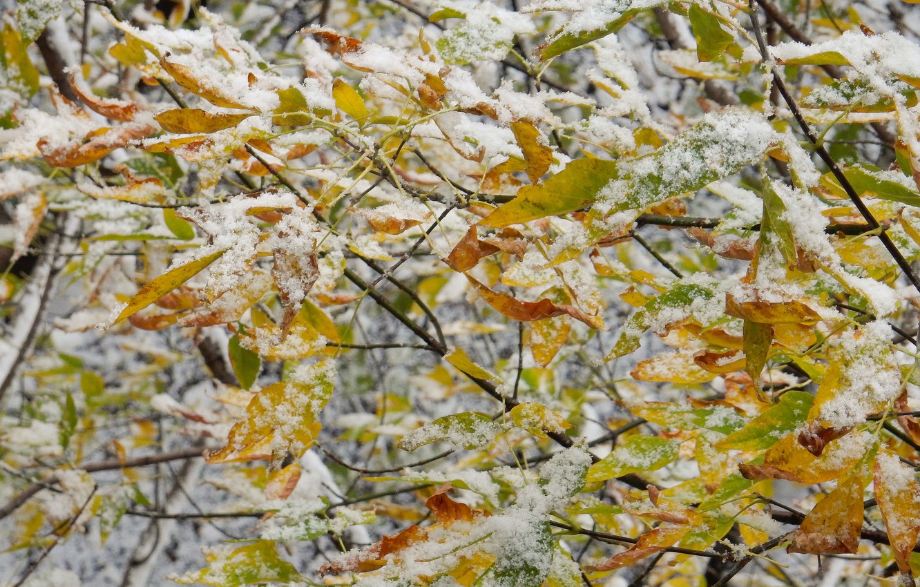 Wallpaper Autumn Leaves Snow Branches Nature Sheet