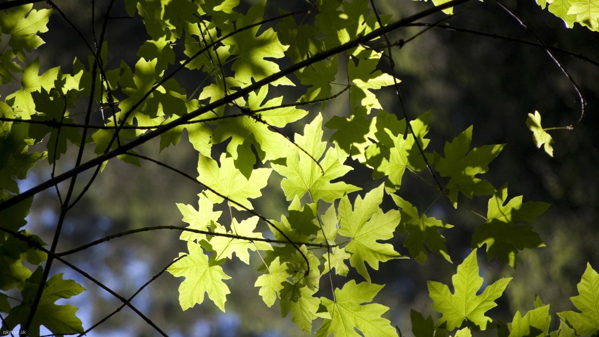 Nature Summer Leaves Desktop Wallpaper Nr By Iskin