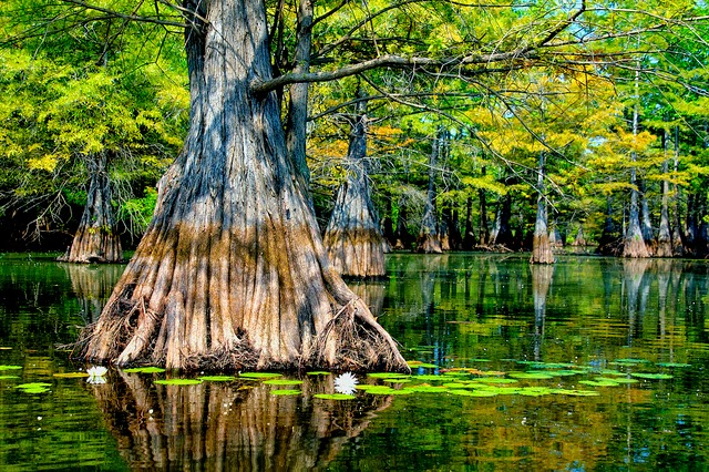 Unmissable Louisiana Adventures Yes And