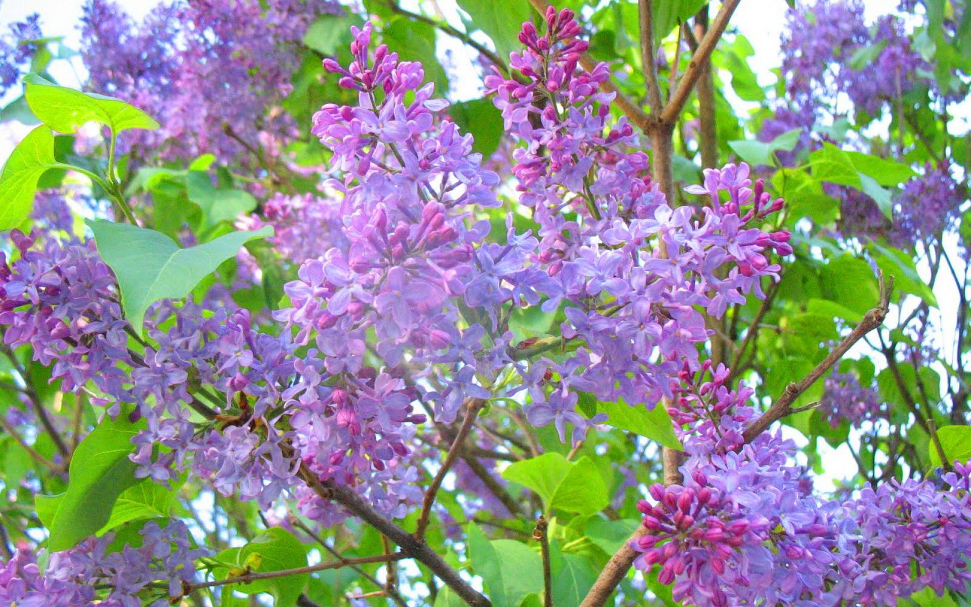 Wallpaper Tags spring tree leaves lilacs purple green