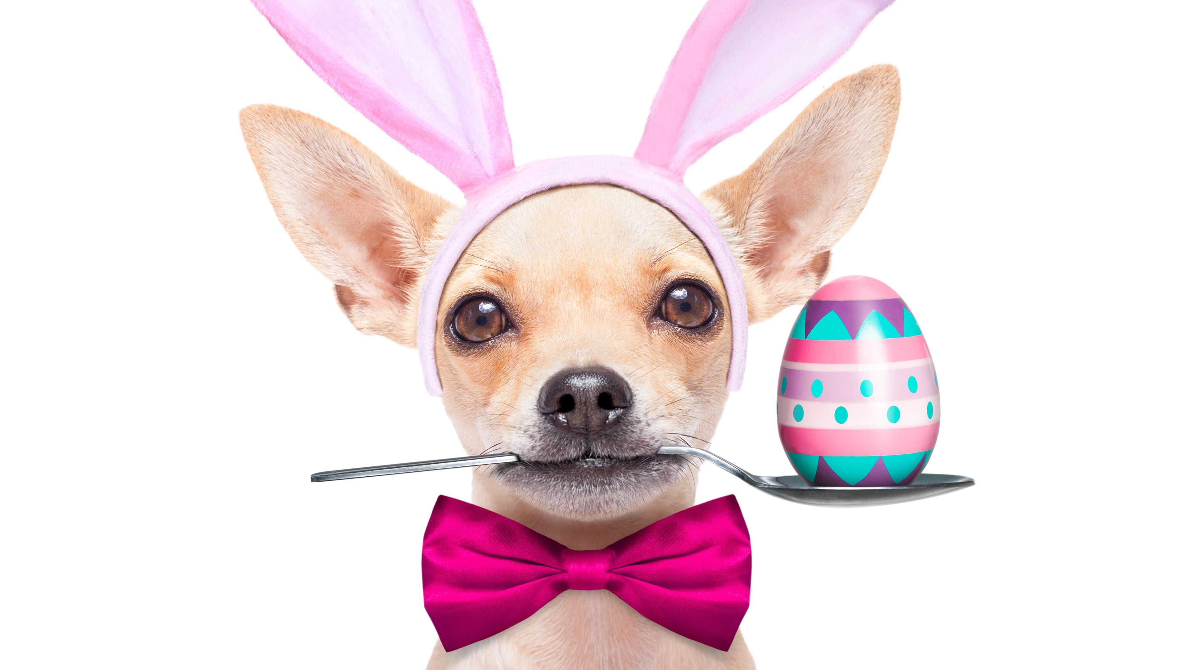 Desktop Wallpaper Animal Easter Chihuahua Dogs Eggs Spoon