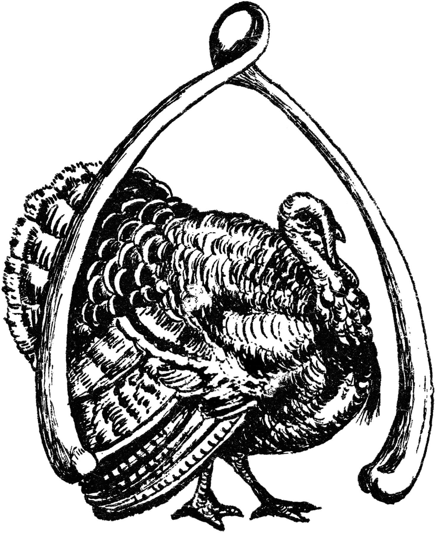 Thanksgiving Turkey Image The Graphics Fairy
