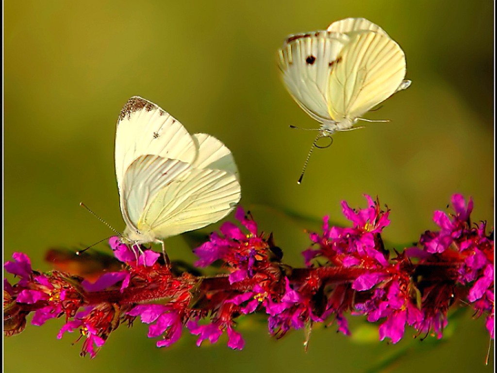best HD Butterflies And Flowers wallpapers Blog xy dng
