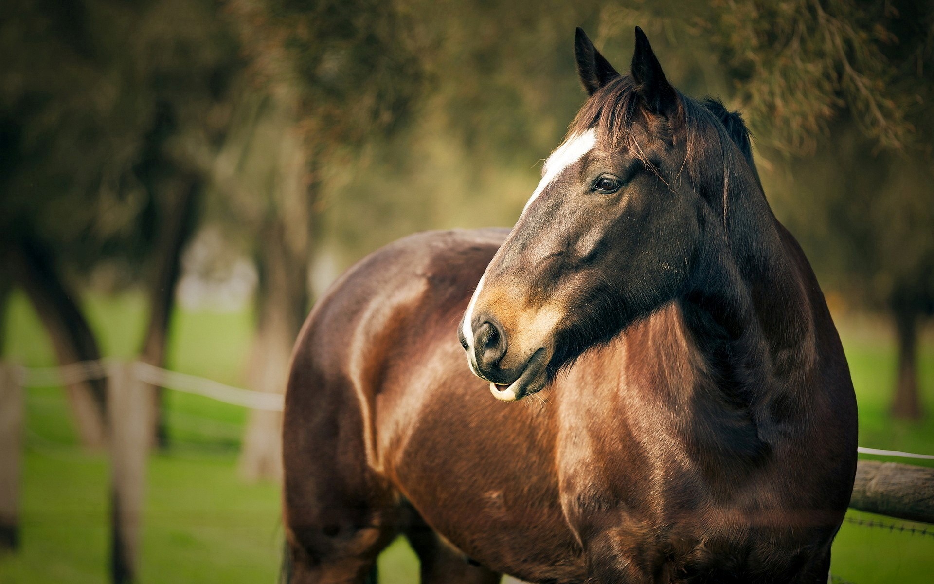 Beautiful Brown Horse Image HD Wallpapers 1920x1200