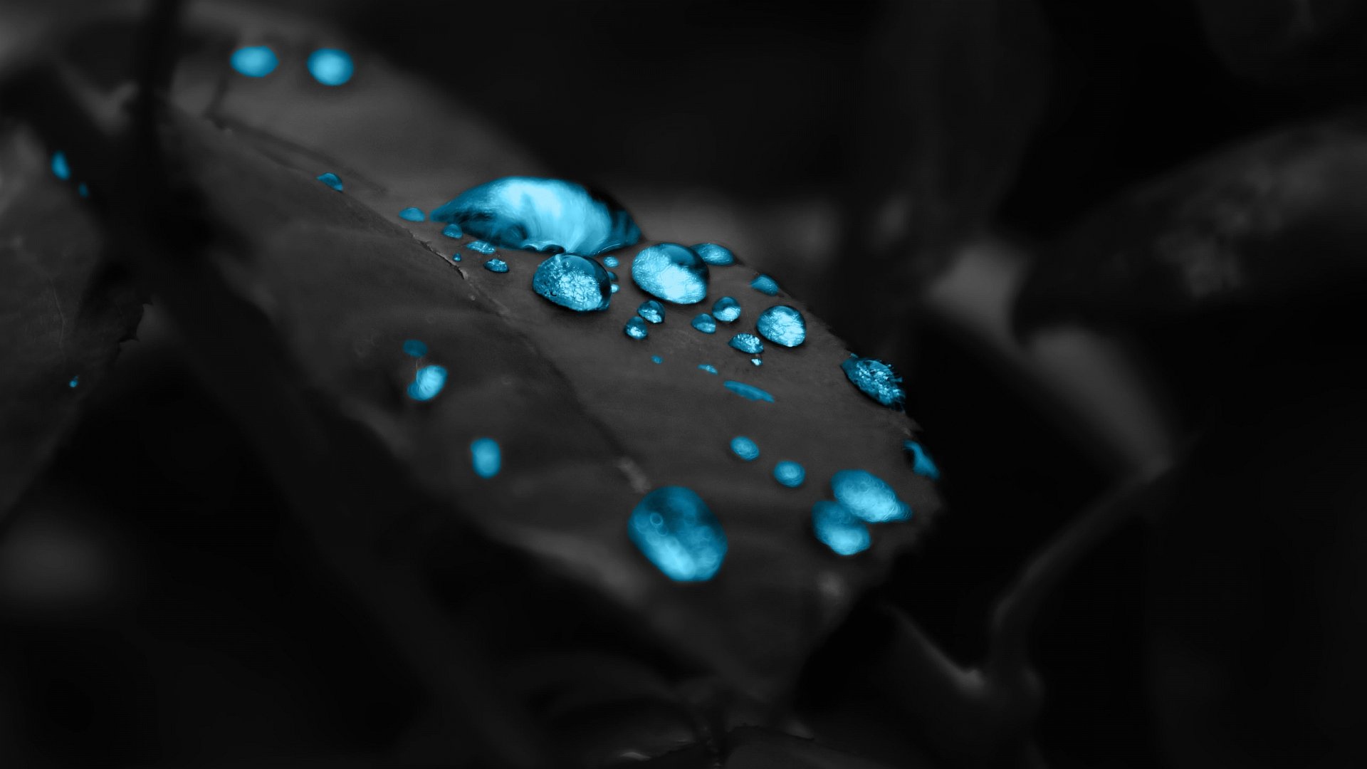 Wallpaper Blue Drops In A Black Leaf X Full HD