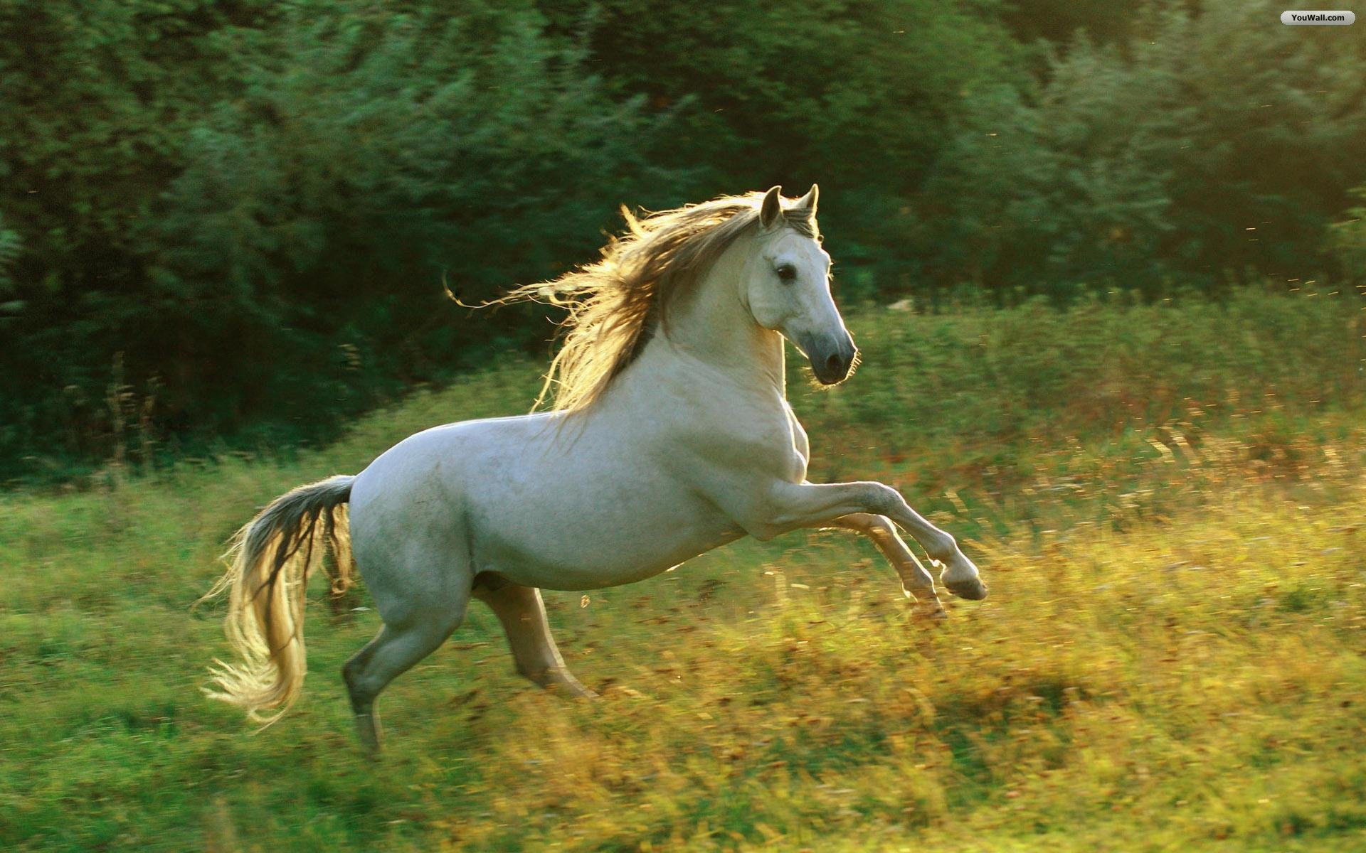 Horse Wallpaper Pc High Resolution Beautiful Animal White