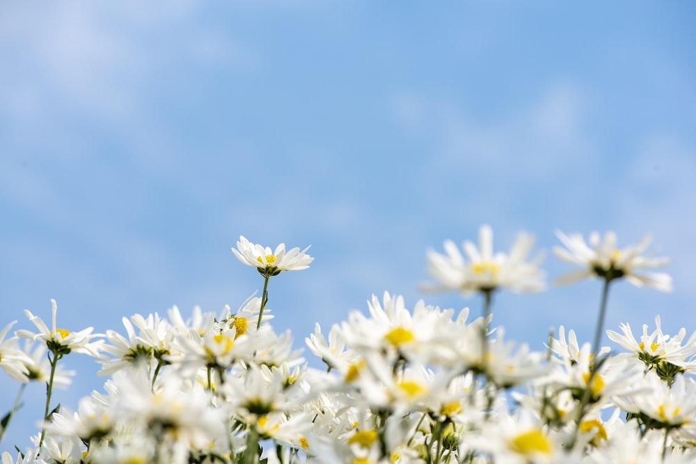 White Flowers Photo Blue Image