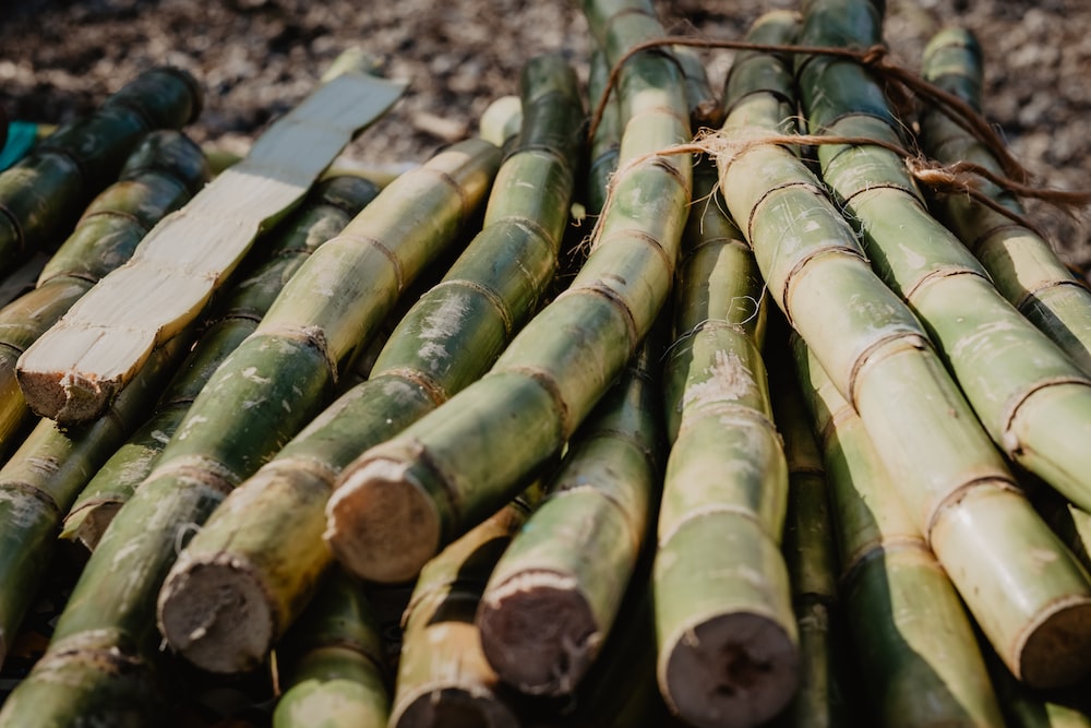 Sugar Cane Pictures HD Image