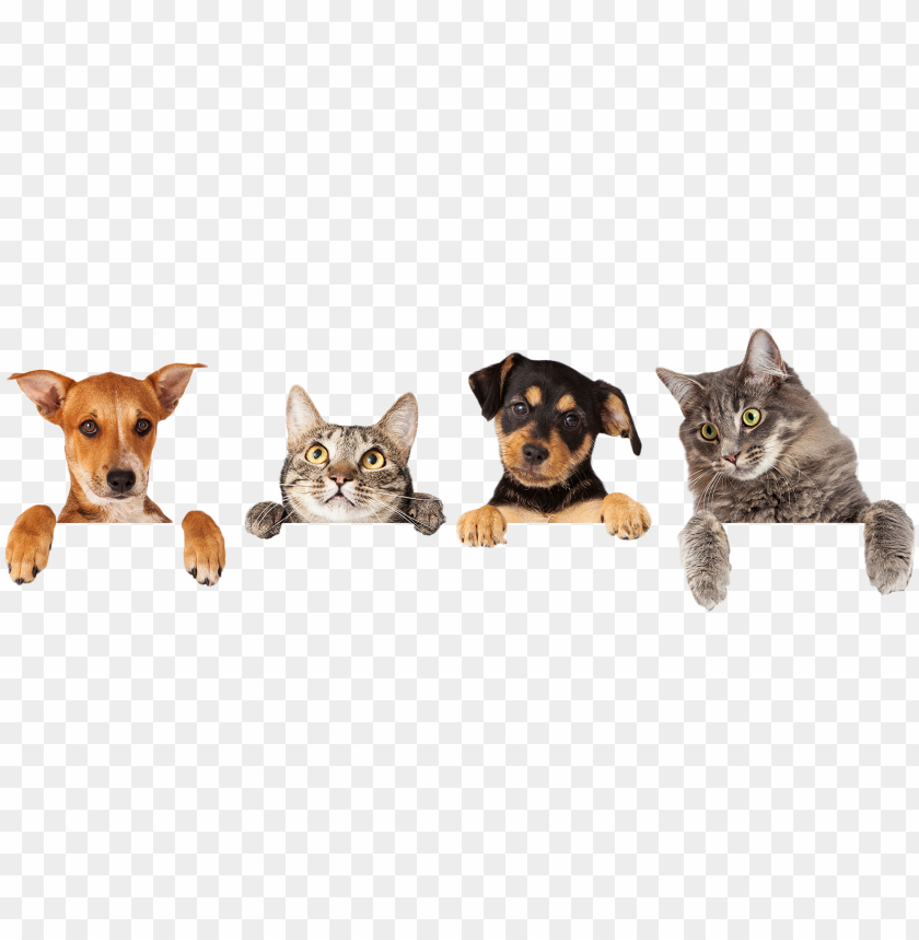 Best Pets Veterinary Hospital Is Your Veterinarian Cats And Dogs