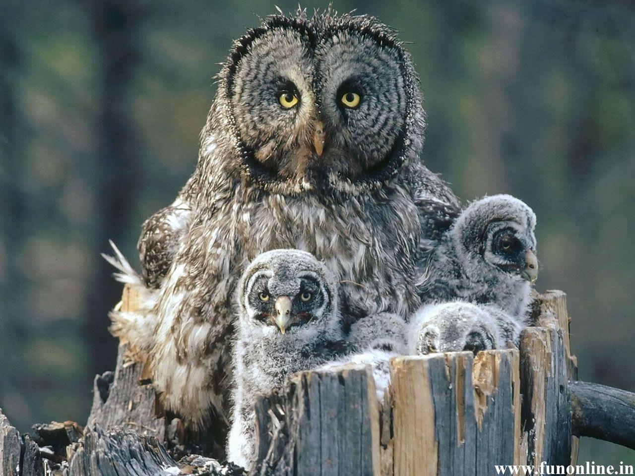 Owl Wallpaper White And Grey Owls HD