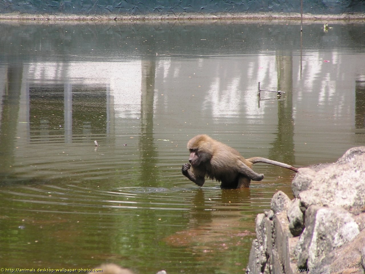 A baboon wading in shallow water, seemingly foraging for food