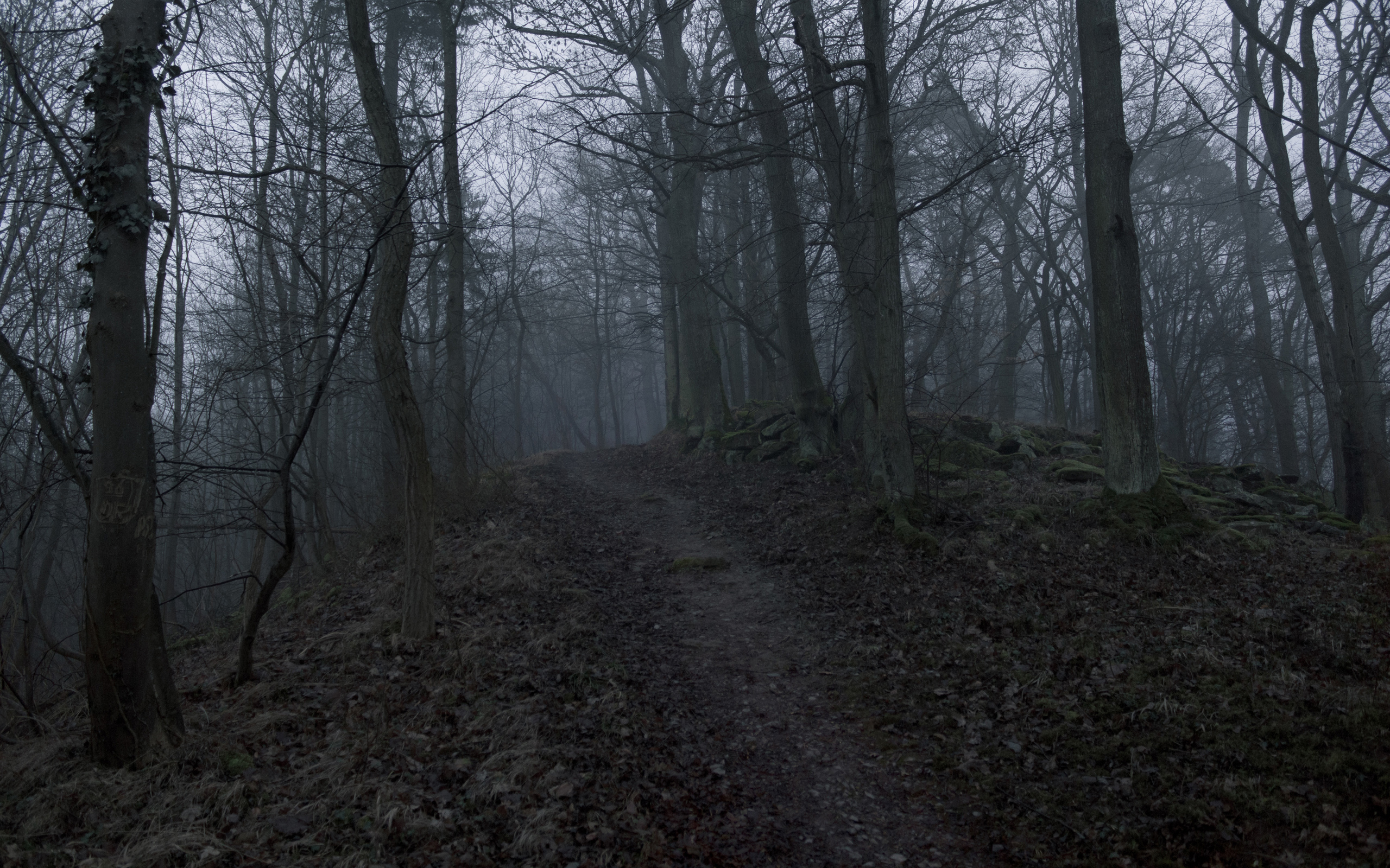Dark Forest Path HD Wallpaper Background Image