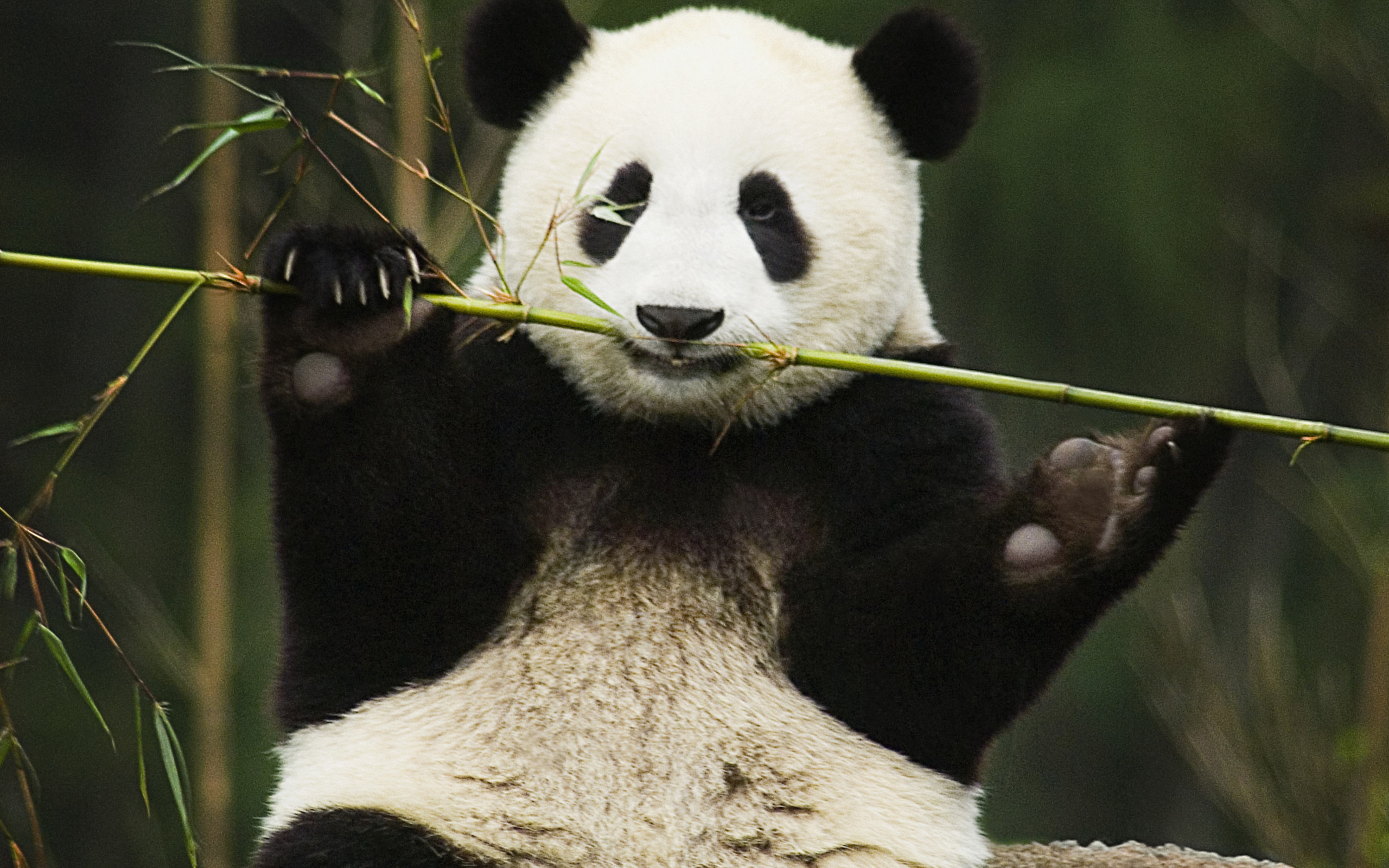 Panda HD Wallpaper