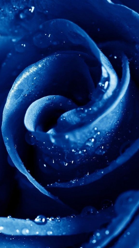 Blue Rose iPhone 5 wallpaper Daily iPhone 654 Wallpapers Pinte