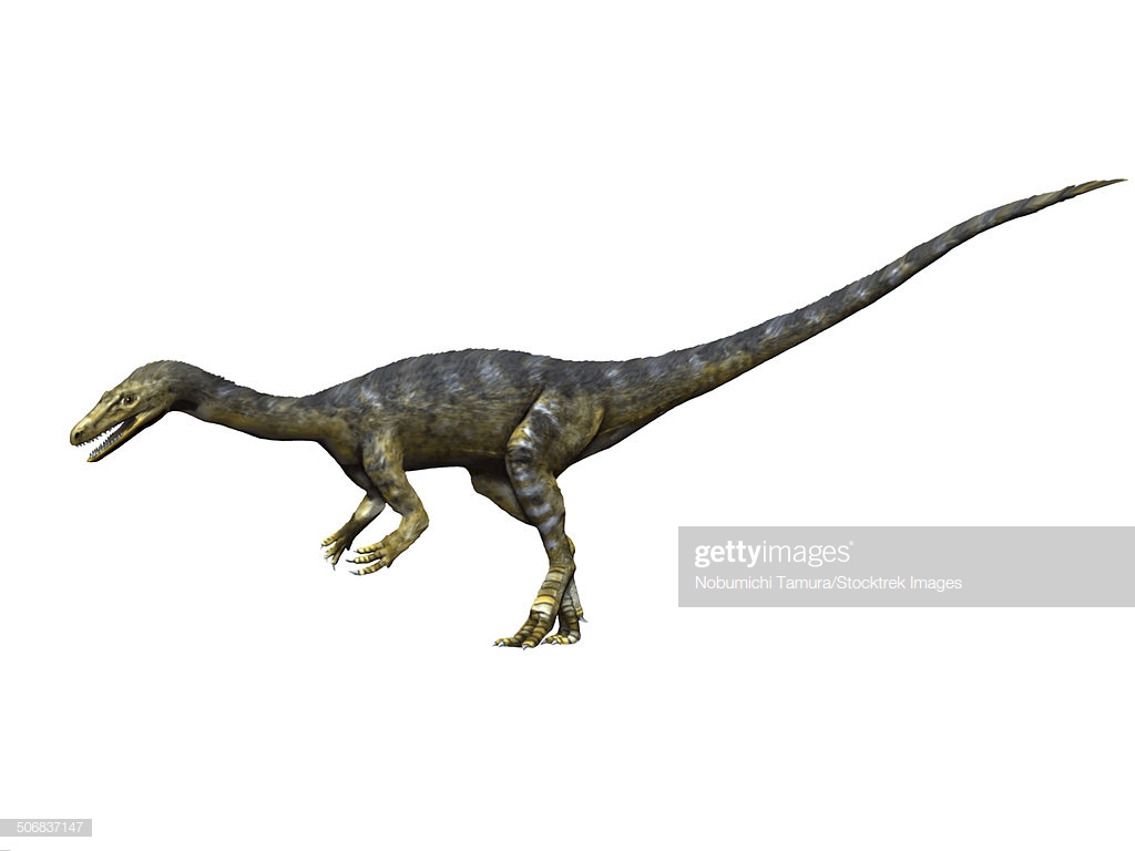 Coelophysis Dinosaur White Background High Res Vector Graphic