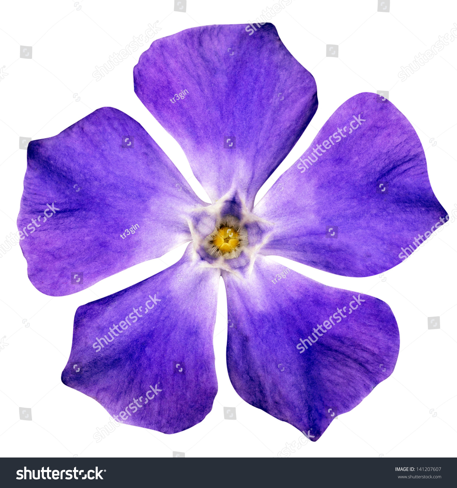 Purple Flower   Beautiful Periwinkle   Vinca Minor