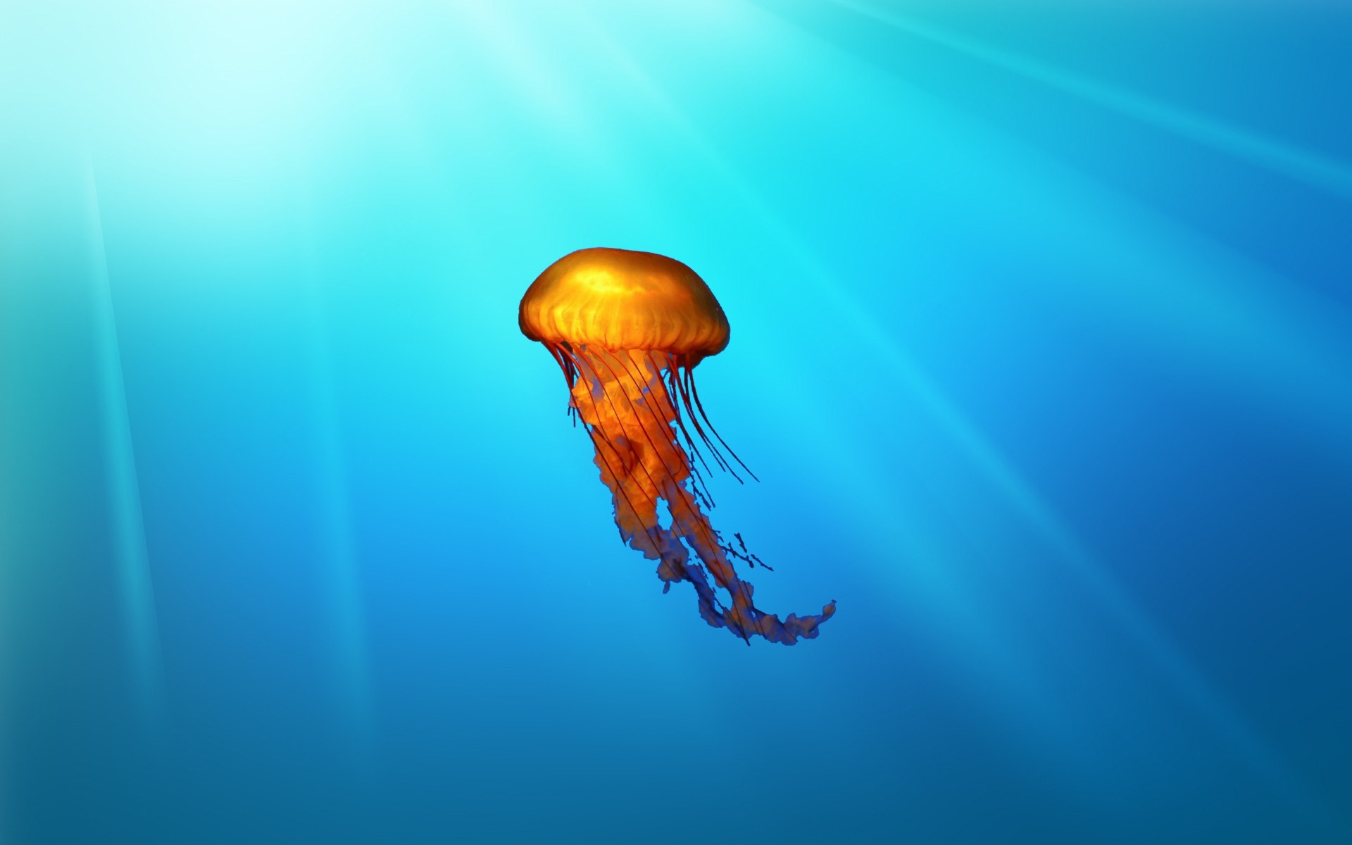 Jellyfish Underwater HD Wallpaper