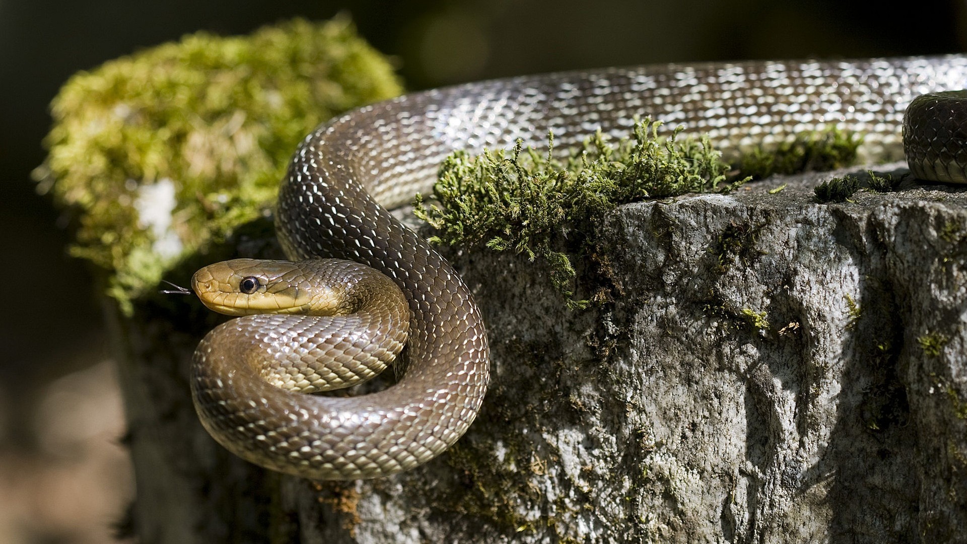 Grass Snake High Definition Wallpaper Unity Pixel