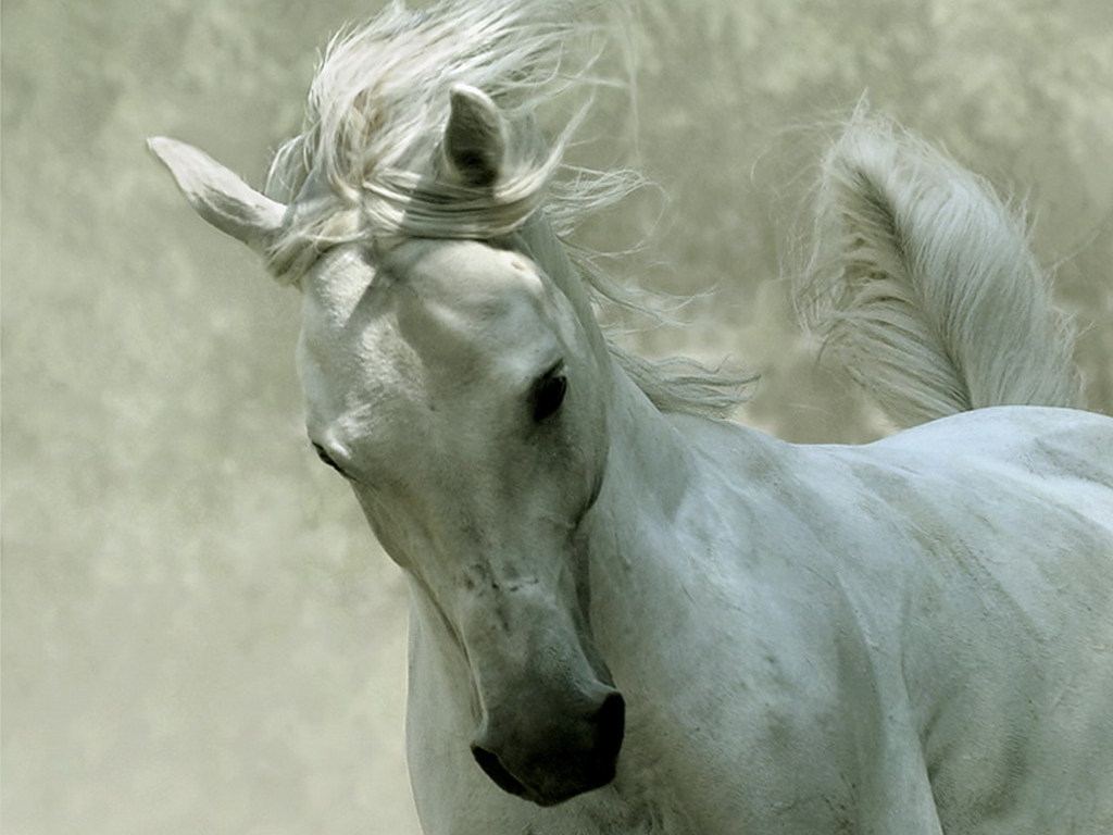 Unique Animals S Black Horses Horse Wallpaper For Desktop
