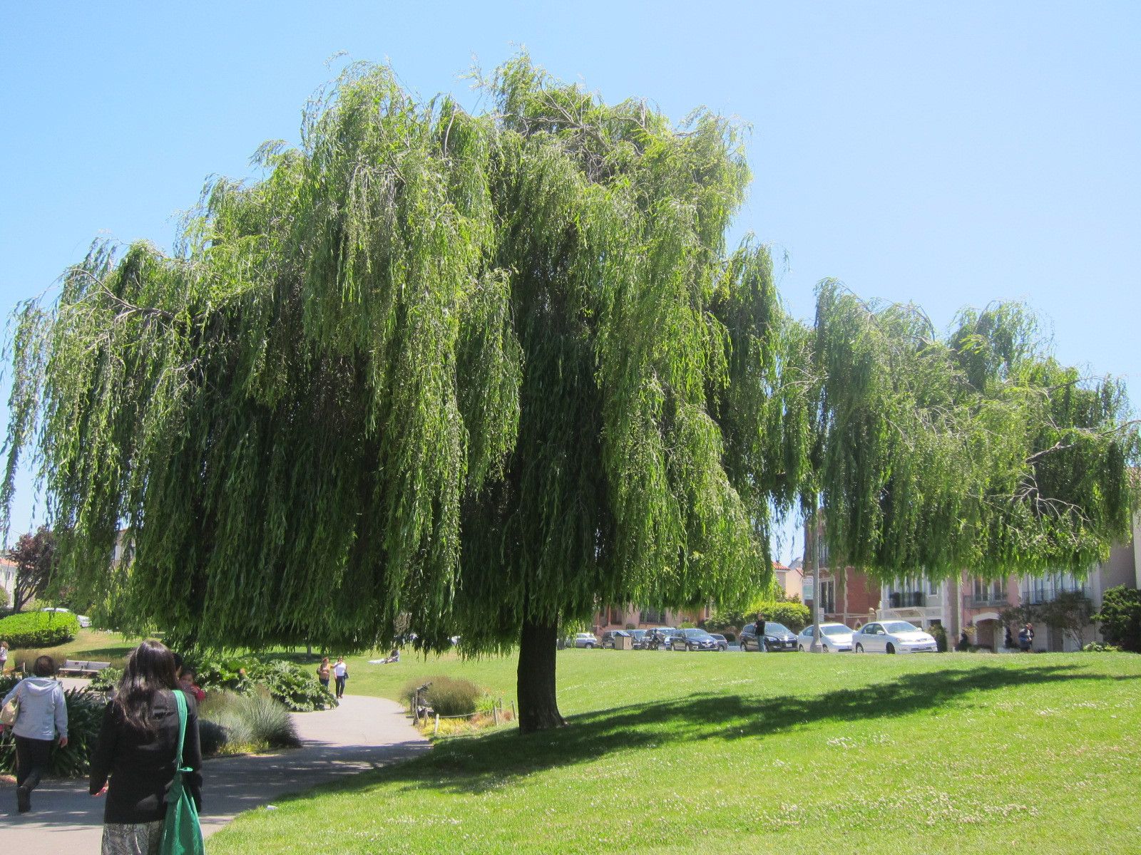 Weeping Willow Wallpaper