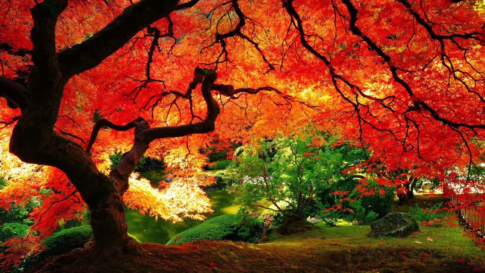 A vibrant Japanese maple tree in full autumn glory, its fiery red and orange leaves creating a stunning canopy over a serene garden