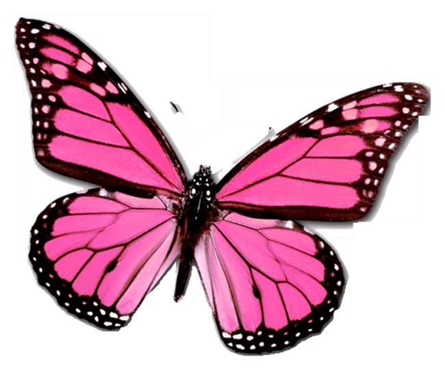Pink Butterfly Network