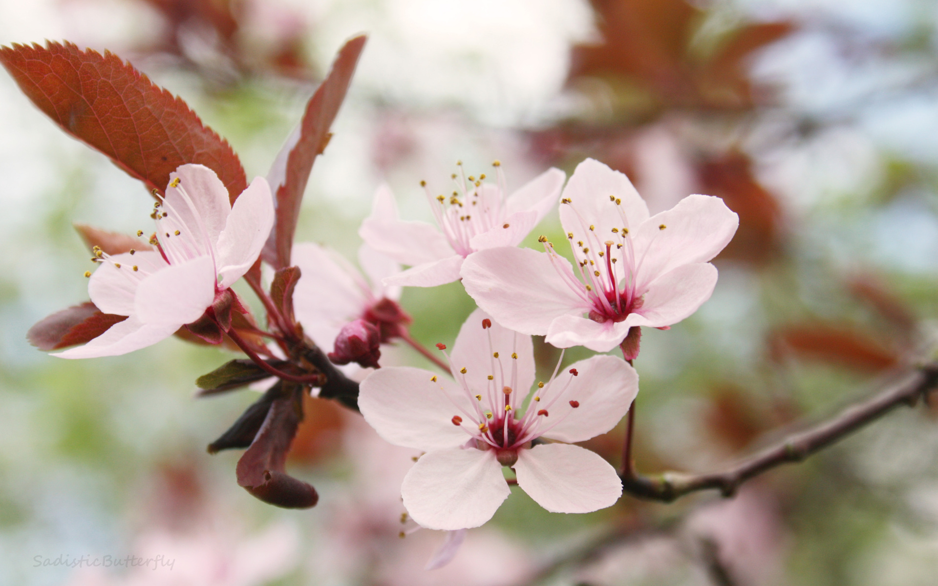 Japanese Cherry Blossom HD Desktop Wallpaper