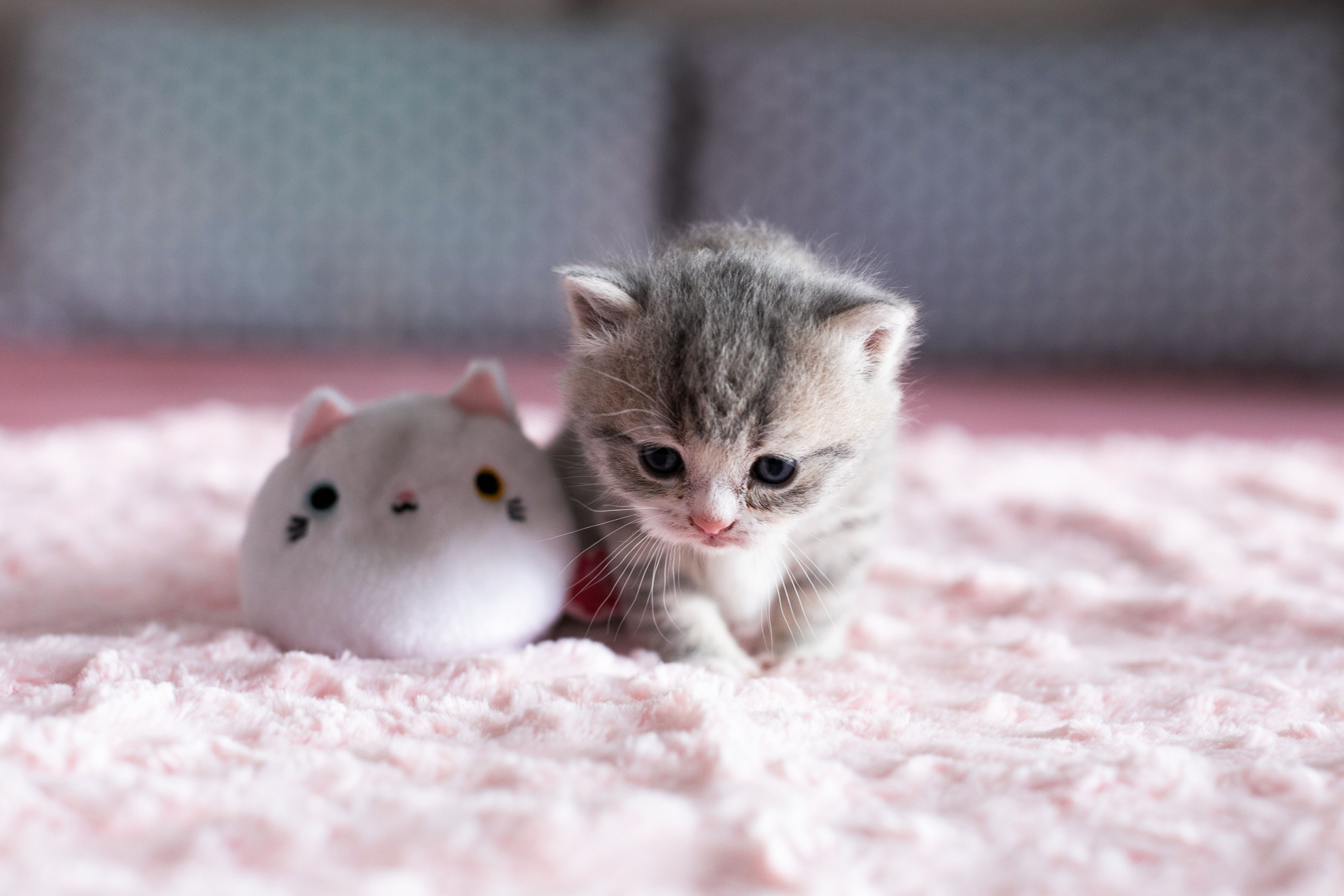 Kitten Animal Cat 4k Ultra Hd Wallpaper By what2ver