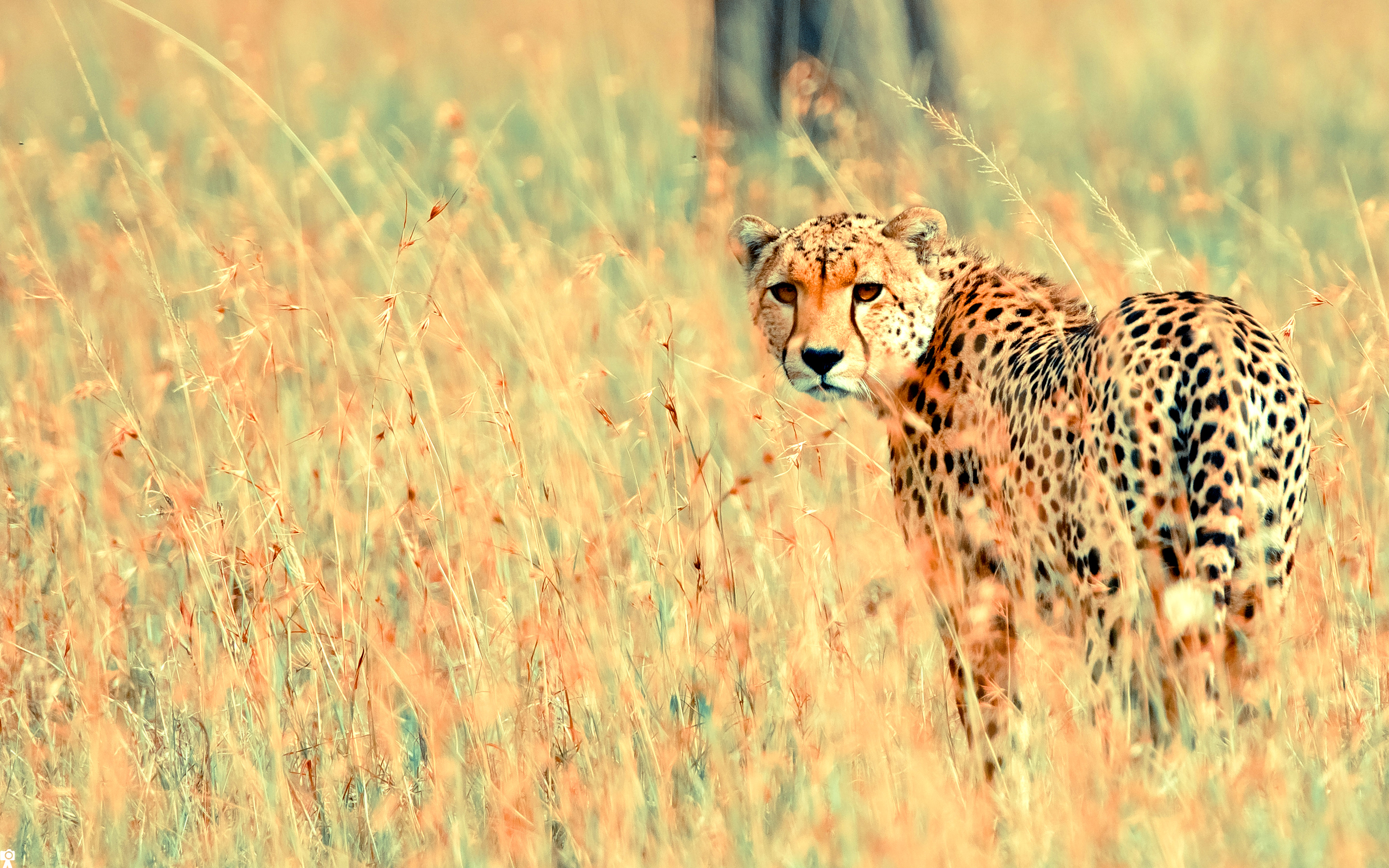 Beautiful Cheetah Wallpaper HD